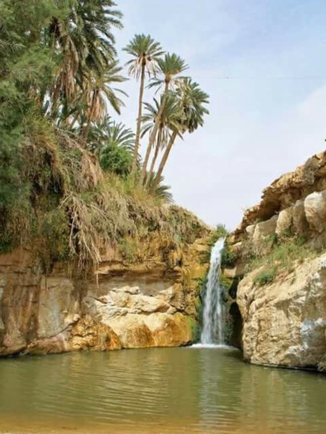 La Majesté des Palmiers Circuit Sud tunisien